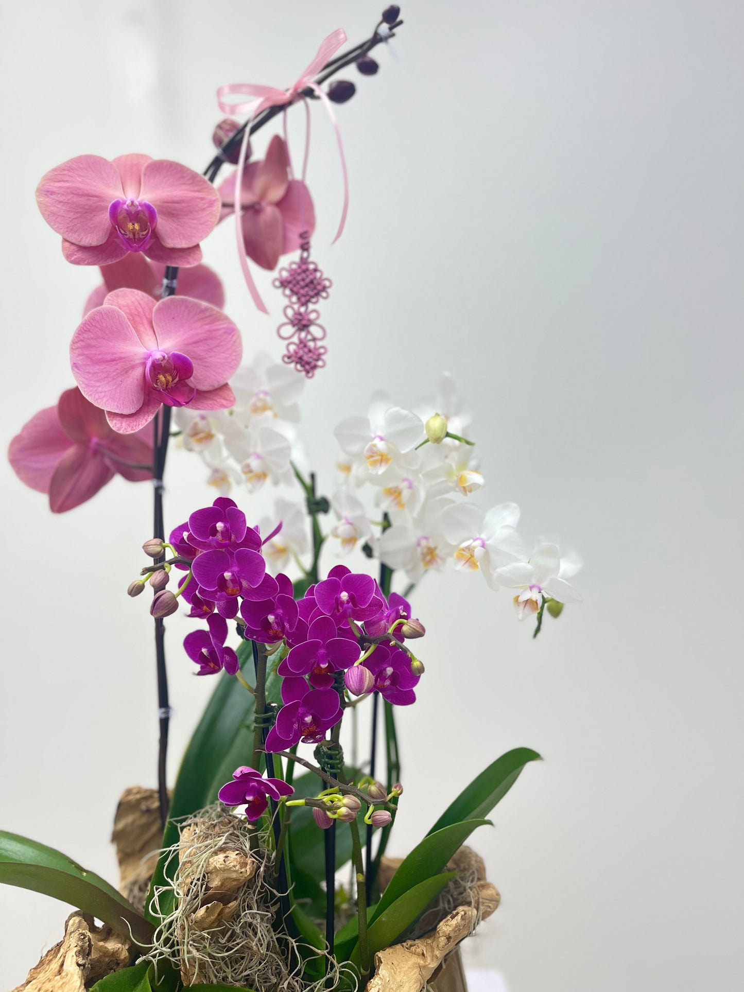 Orchid Elegance