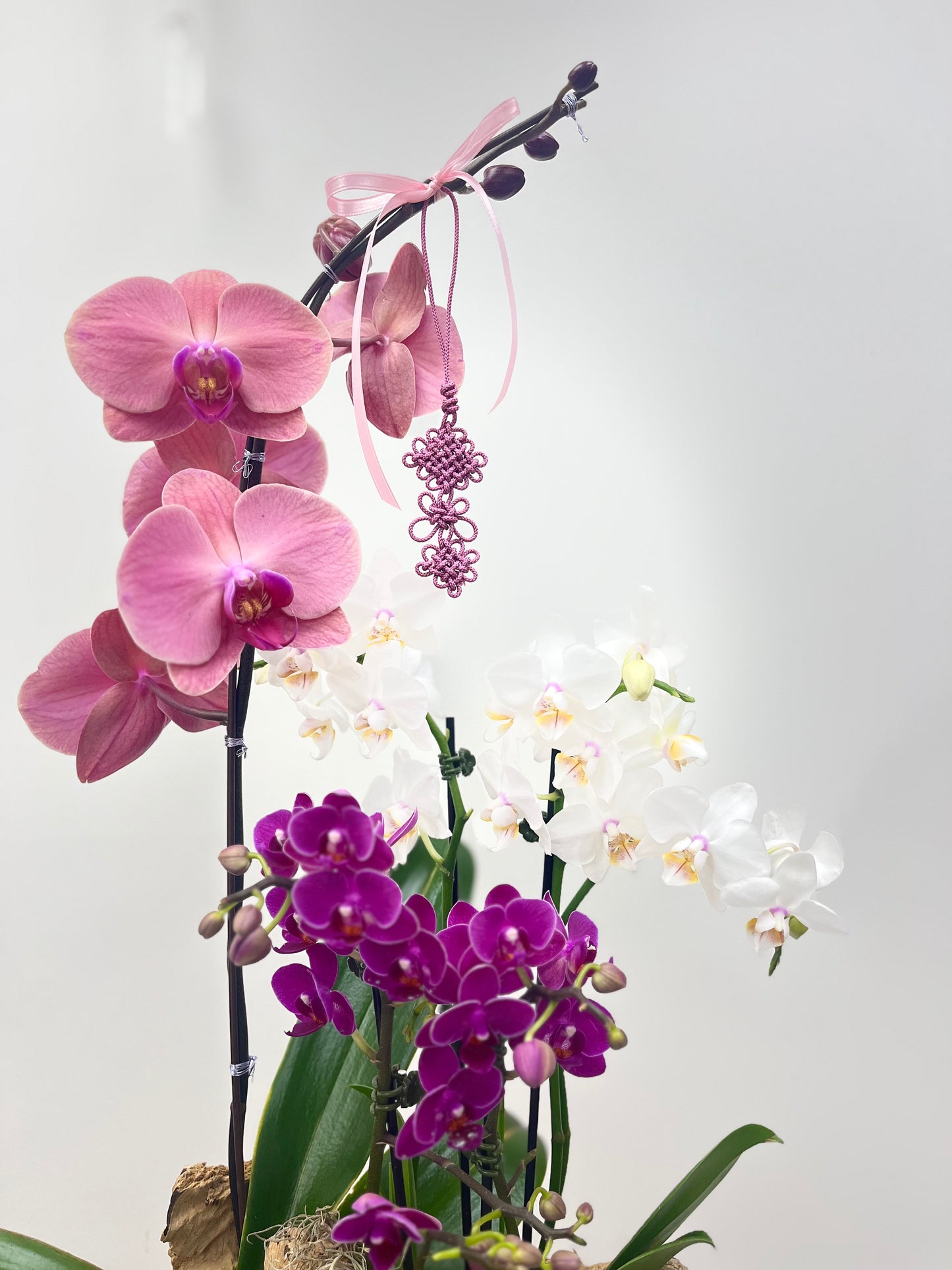 Orchid Elegance