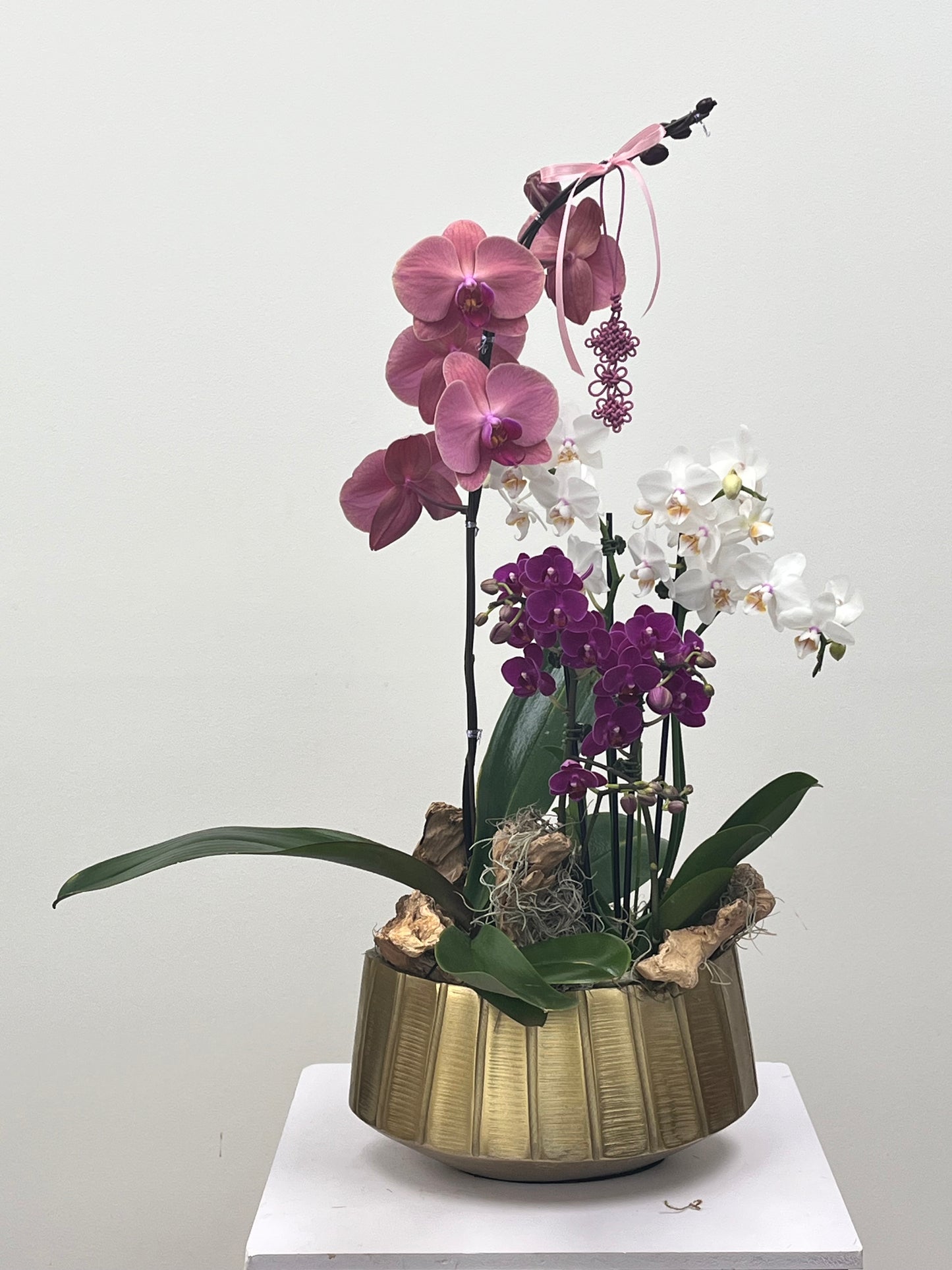 Orchid Elegance