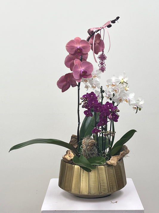 Orchid Elegance